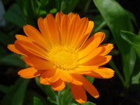 Orange Calendula Flower Seeds,"COOL BEANS N SPROUTS" Brand. Home Gardening. - Cool Beans & Sprouts