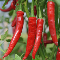 Pepper Seeds, Cayenne Pepper Seeds,"COOL BEANS N SPROUTS" Brand. Home Gardening. - Cool Beans & Sprouts