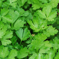 Parsley Herb Seeds, Forest Green Parsley Seeds,"COOL BEANS N SPROUTS" Brand. Herb. Non-GMO. Home Gardening. - Cool Beans & Sprouts