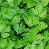 Parsley Herb Seeds, Forest Green Parsley Seeds,"COOL BEANS N SPROUTS" Brand. Herb. Non-GMO. Home Gardening. - Cool Beans & Sprouts