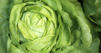 Lettuce Seeds  Bibb Lettuce Seeds,"COOL BEANS N SPROUTS" Brand. Home Gardening. - Cool Beans & Sprouts