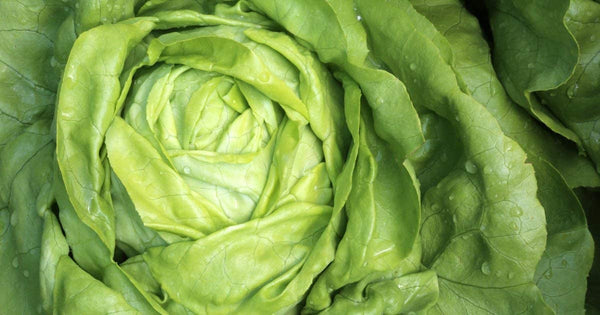 Lettuce Seeds  Bibb Lettuce Seeds,"COOL BEANS N SPROUTS" Brand. Home Gardening. - Cool Beans & Sprouts