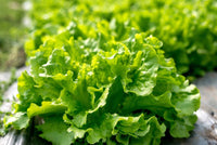 Lettuce Seeds,  Black-Seeded Simpson Lettuce Seeds, "COOL BEANS N SPROUTS" Brand. Home Gardening. - Cool Beans & Sprouts