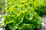 Lettuce Seeds,  Black-Seeded Simpson Lettuce Seeds, "COOL BEANS N SPROUTS" Brand. Home Gardening. - Cool Beans & Sprouts