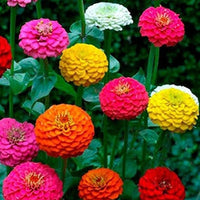 Zinnia Flower Seeds, California Giant Zinnia Flower Seeds, "COOL BEANS N SPROUTS" Brand. Non-GMO. Homer Gardening. - Cool Beans & Sprouts