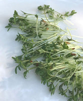 Cress Seeds for Sprouting Microgreens, A Rich Source of Vitamins and Minerals and Health-Promoting Nutrients! "COOL BEANS N SPROUTS" Brand, A Small Town Family Run USA Business - Cool Beans & Sprouts