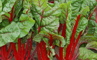 Rhubarb Seeds ,  Swiss Chard Rhubarb Seeds,"COOL BEANS N SPROUTS" Brand. Heirloom. Non-GMO. Home Gardening. - Cool Beans & Sprouts
