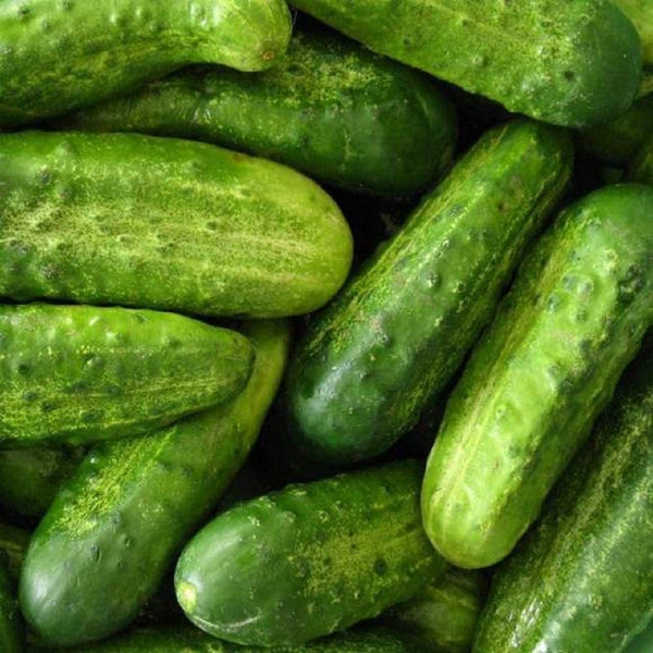 Cucumber Seeds- National Pickling Cucumber Seeds ,"COOL BEANS N SPROUTS" Brand. Home Gardening. - Cool Beans & Sprouts