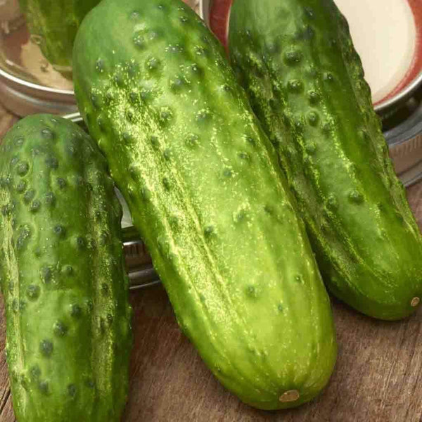 Cucumber Seeds,  Boston Pickling Cucumber Seeds, "COOL BEANS N SPROUTS" Brand. Heirloom. Home Gardening. - Cool Beans & Sprouts