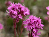 Catchfly Flower Seeds,  "COOL BEANS N SPROUTS" Brand. Home Gardening. - Cool Beans & Sprouts