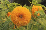 Sunflower Flower Seeds, Giant Sun Gold Sunflower Seeds, "COOL BEANS N SPROUTS" Brand. Non-GMO. Home Gardening. - Cool Beans & Sprouts