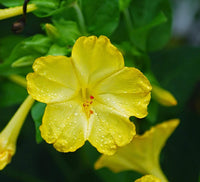 Four O Clock Flower Seeds,  Golden Four O' Clock Flower Seeds,"COOL BEANS N SPROUTS" Brand. Home Gardening. - Cool Beans & Sprouts