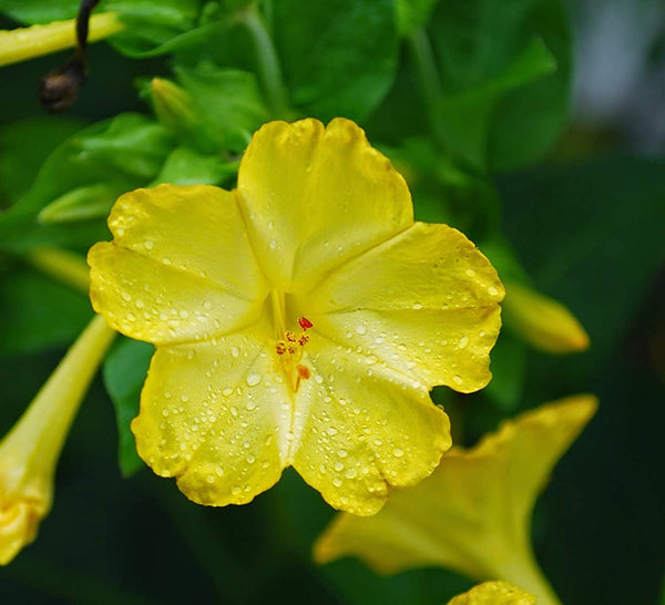 Four O Clock Flower Seeds,  Golden Four O' Clock Flower Seeds,"COOL BEANS N SPROUTS" Brand. Home Gardening. - Cool Beans & Sprouts