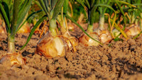 Onion Seeds,  Texas Early Grano Onion Seeds,"COOL BEANS N SPROUTS" Brand. Home Gardening. - Cool Beans & Sprouts