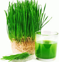 Wheatgrass Seeds for Sprouting Microgreens, A Rich Source of Vitamins and Minerals and Health-Promoting Nutrients! "COOL BEANS N SPROUTS" Brand, A Small Town Family Run USA Business. - Cool Beans & Sprouts