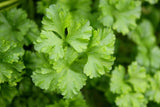 Parsley Herb Seeds , Moss Curled Parsley Seeds, "COOL BEANS N SPROUTS" Brand. Home Gardening. - Cool Beans & Sprouts