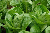 Lettuce Seeds,  Parris Island Romaine Lettuce Seeds ,"COOL BEANS N SPROUTS" Brand. Home Gardening. - Cool Beans & Sprouts