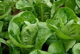 Lettuce Seeds,  Parris Island Romaine Lettuce Seeds ,"COOL BEANS N SPROUTS" Brand. Home Gardening. - Cool Beans & Sprouts