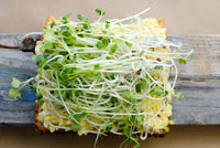 Daikon Radish -"COOL BEANS n SPROUTS" Brand, Radish Daikon Sprouting Seeds. Known to be a Spicy Radish. - Cool Beans & Sprouts