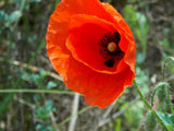 Poppy Flower Seeds, Corn Poppy Flower Seeds, "COOL BEANS N SPROUTS" Brand. Home Gardening. - Cool Beans & Sprouts