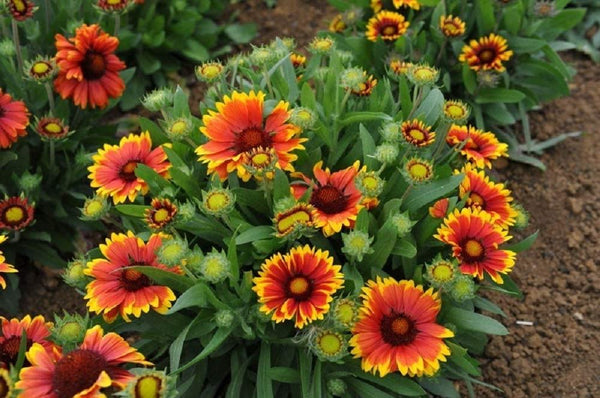 Gaillardia arizona best sale sun seeds