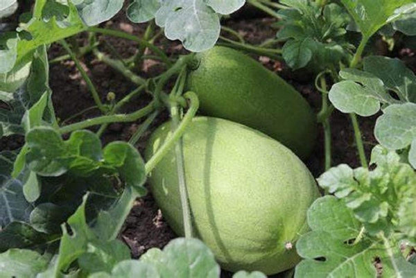 Watermelon Charleston Grey Great Heirloom Vegetable by Watermelon Charleston Grey Great Heirloom Vegetable by