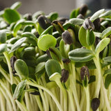 Sunflower Seeds for Sprouting Microgreens, A Rich Source of Vitamins and Minerals and Health-Promoting Nutrients! "COOL BEANS N SPROUTS" Brand, A Small Town Family Run USA Business. - Cool Beans & Sprouts
