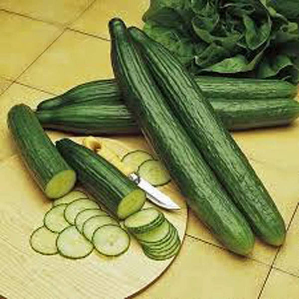 Cucumber Seeds , Long Green Improved Cucumber Seeds, Non-GMO ," COOL BEANS N SPROUTS" Brand by :Jacobs Ladder Ent. - Cool Beans & Sprouts