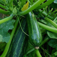 Squash Seeds, Cocozelle Summer Squash Seeds, "COOL BEANS N SPROUTS" Brand. Heirloom. Non-GMO. Home Gardening. - Cool Beans & Sprouts