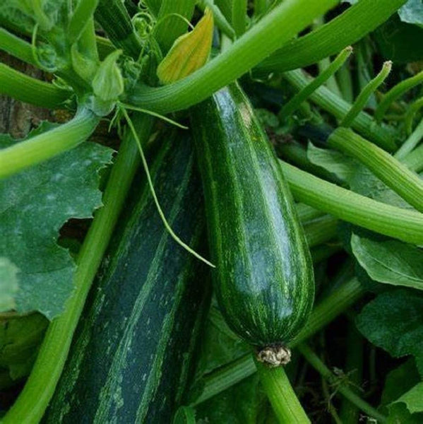 Squash Seeds, Cocozelle Summer Squash Seeds, "COOL BEANS N SPROUTS" Brand. Heirloom. Non-GMO. Home Gardening. - Cool Beans & Sprouts
