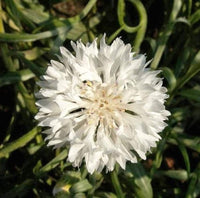 Bachelor Button Seeds, Tall White Bachelor Button Flower Seeds,"COOL BEANS N SPROUTS" Brand. Home Gardening. - Cool Beans & Sprouts