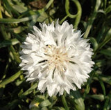 Bachelor Button Seeds, Tall White Bachelor Button Flower Seeds,"COOL BEANS N SPROUTS" Brand. Home Gardening. - Cool Beans & Sprouts