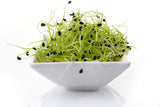 Garlic Chive Seeds for Sprouting Microgreens, "COOL BEANS n SPROUTS" Brand,  A superfood Packed with antioxidants and Health-Promoting nutrients. A Family Run USA Business. - Cool Beans & Sprouts