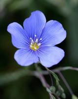 Flax Flower Seeds  Blue Flax Flower Seeds,"COOL BEANS N SPROUTS" Brand. Home Gardening. - Cool Beans & Sprouts