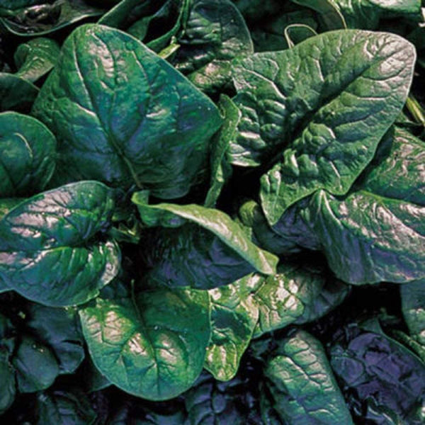 Spinach Seeds, America Spinach Seeds,"COOL BEANS N SPROUTS" Heirloom. Non-GMO. Home Gardening. - Cool Beans & Sprouts