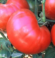 Tomato Seeds,  Red Ponderosa Tomato Seeds,"COOL BEANS N SPROUTS" Brand. Heirloom. Non-GMO. Home Gardening. - Cool Beans & Sprouts