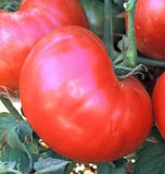 Tomato Seeds,  Red Ponderosa Tomato Seeds,"COOL BEANS N SPROUTS" Brand. Heirloom. Non-GMO. Home Gardening. - Cool Beans & Sprouts