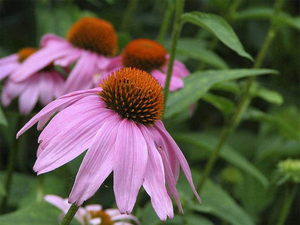 Coneflower Seeds, Purple Coneflower Flower Seeds,"COOL BEANS N SPROUTS" Brand. Home Gardening. - Cool Beans & Sprouts