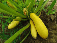 Squash Seeds, Early Prolific Straightneck Squash Seeds,"COOL BEANS N SPROUTS" Brand. Heirloom. Non-GMO. Home Gardening. - Cool Beans & Sprouts