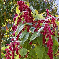Love Lies Bleeding Flower Seeds,, Amaranthus Caudatus Flower Seeds, "COOL BEANS N SPROUTS" Brand. Home Gardening. - Cool Beans & Sprouts