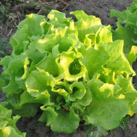 Lettuce Seeds,  Black-Seeded Simpson Lettuce Seeds, "COOL BEANS N SPROUTS" Brand. Home Gardening. - Cool Beans & Sprouts