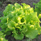 Lettuce Seeds,  Black-Seeded Simpson Lettuce Seeds, "COOL BEANS N SPROUTS" Brand. Home Gardening. - Cool Beans & Sprouts