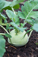 Kohlrabi Seeds ,"COOL BEANS N SPROUTS" Brand. Home Gardening. - Cool Beans & Sprouts