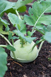 Kohlrabi Seeds ,"COOL BEANS N SPROUTS" Brand. Home Gardening. - Cool Beans & Sprouts
