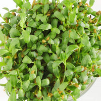 Fenugreek Seeds for Sprouting Microgreens, A Rich Source of Vitamins and Minerals and Health-Promoting Nutrients! "COOL BEANS N SPROUTS" Brand, A Small Town Family Run USA Business - Cool Beans & Sprouts