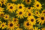 Black-Eyed Susan Flower Seeds,  "COOL BEANS N SPROUTS" Brand. Home Gardening. - Cool Beans & Sprouts