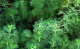 Cumin Spice Seeds ,"COOL BEANS N SPROUTS" Brand. Home Gardening. - Cool Beans & Sprouts