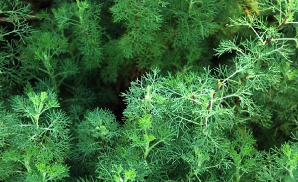 Cumin Spice Seeds ,"COOL BEANS N SPROUTS" Brand. Home Gardening. - Cool Beans & Sprouts
