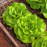 Lettuce Seeds  Bibb Lettuce Seeds,"COOL BEANS N SPROUTS" Brand. Home Gardening. - Cool Beans & Sprouts
