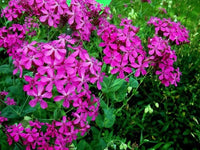 Catchfly Flower Seeds,  "COOL BEANS N SPROUTS" Brand. Home Gardening. - Cool Beans & Sprouts